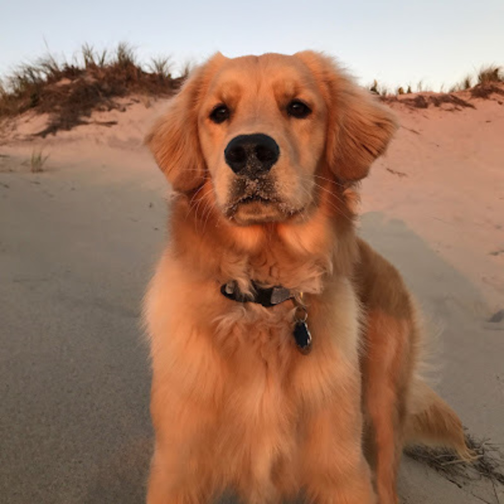 Meet your Posher, Abby